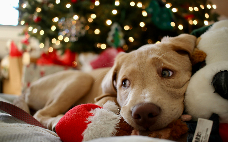 un chiot sous le sapin
