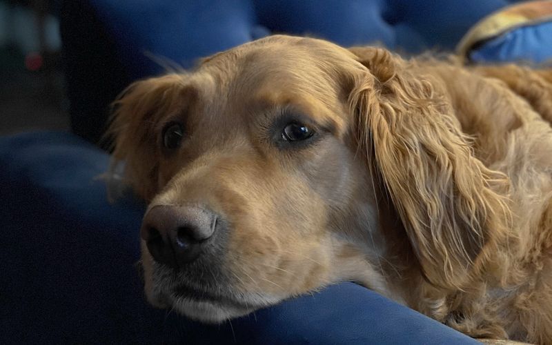 soutenir son animal âgé ou malade